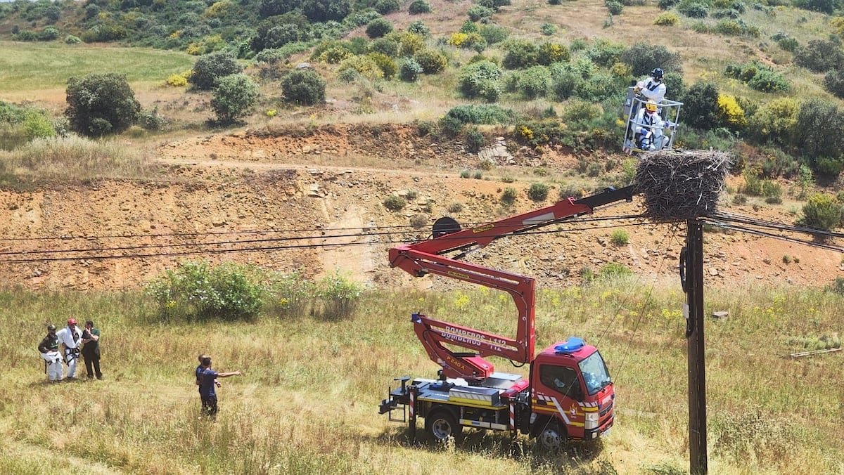Se busca al asesino de cigüeñas que tirotea nidos en un pueblo de León | España