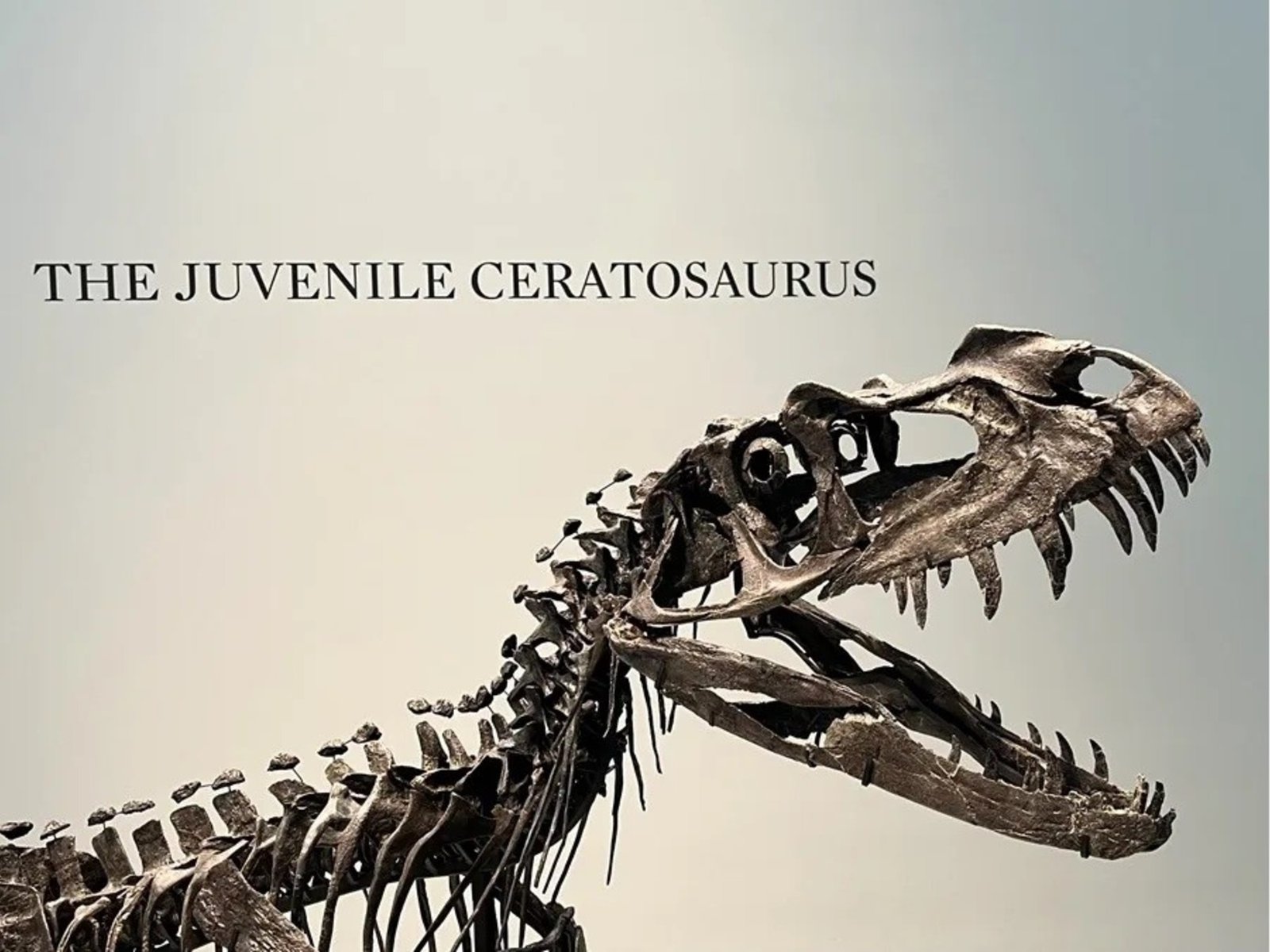 Sotheby’s presenta en Nueva York la estrella de su nueva subasta, un ´dinosaurio bebé´
