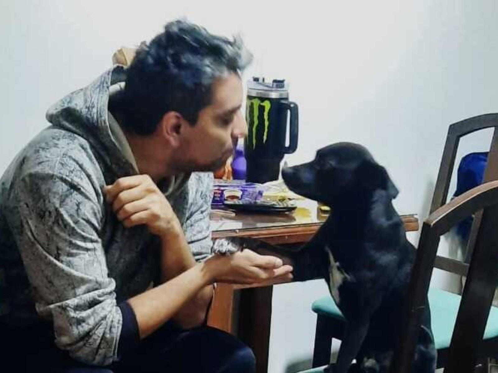 La Justicia y el Gobierno de la Ciudad buscan a los responsables de envenenar mascotas en Belgrano y Las Cañitas