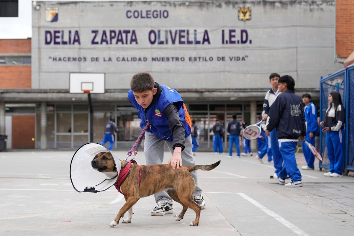 Un refugio canino en una escuela de Bogotá da una segunda oportunidad a cientos de perros