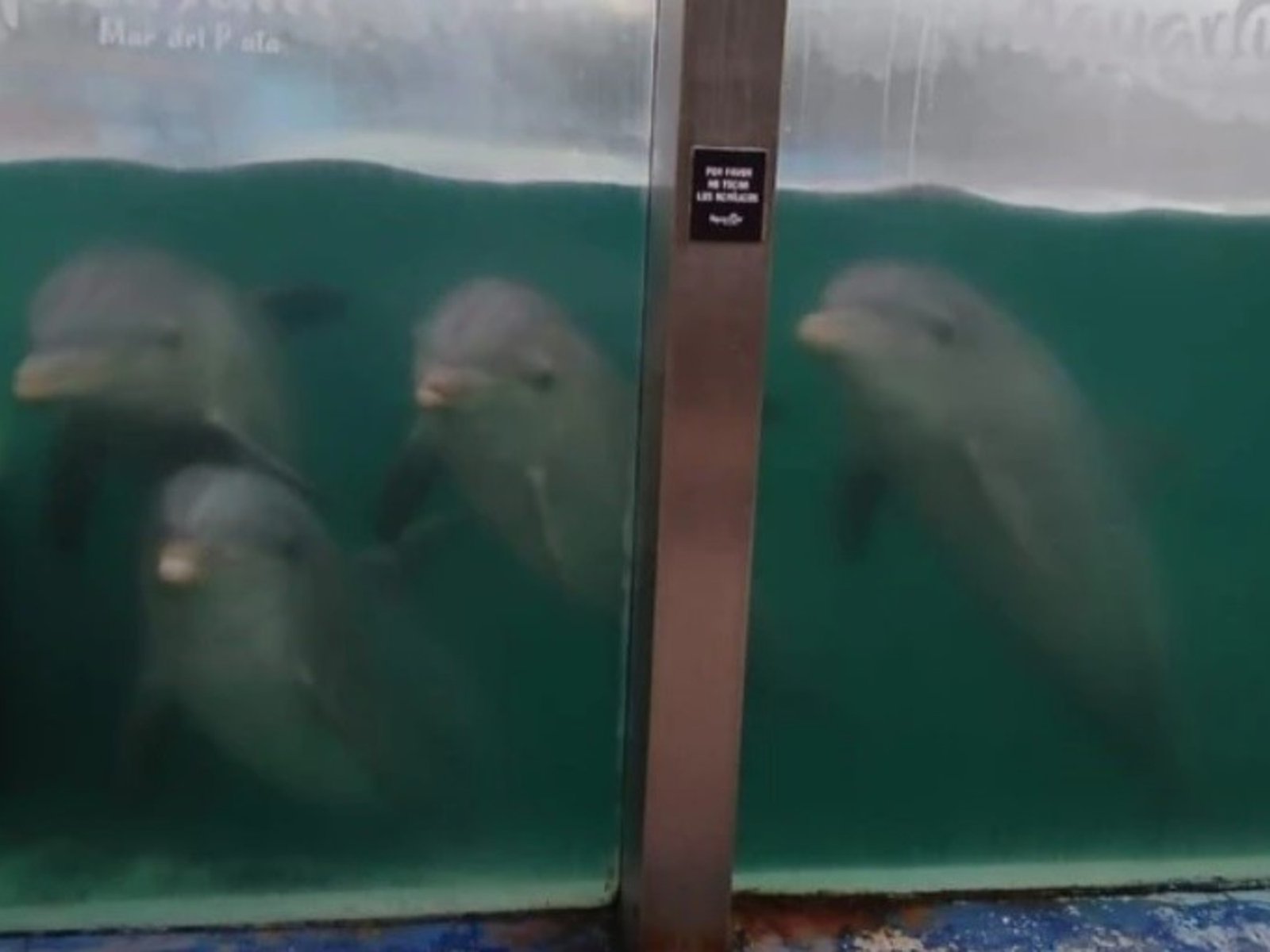 denuncian abandono de animales en el ex Aquarium, cerrado hace cinco meses