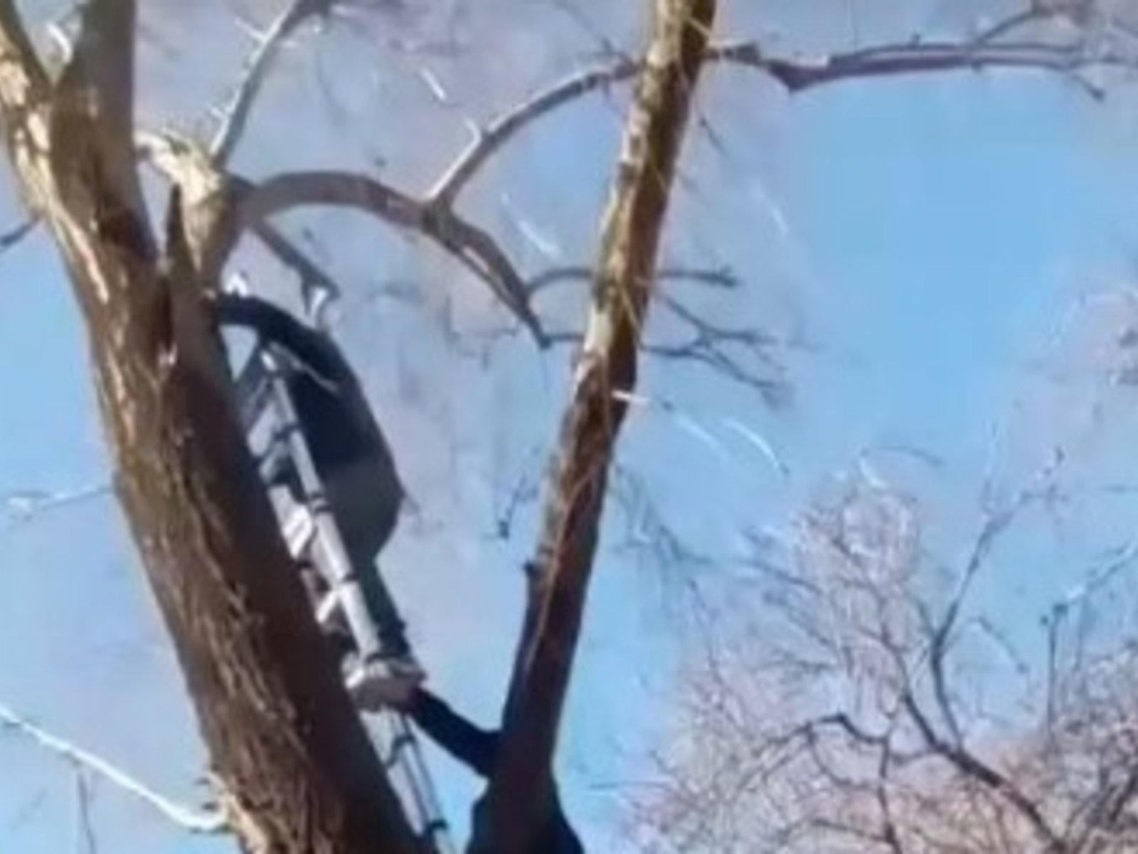 el ingenio de los vecinos para bajarlo