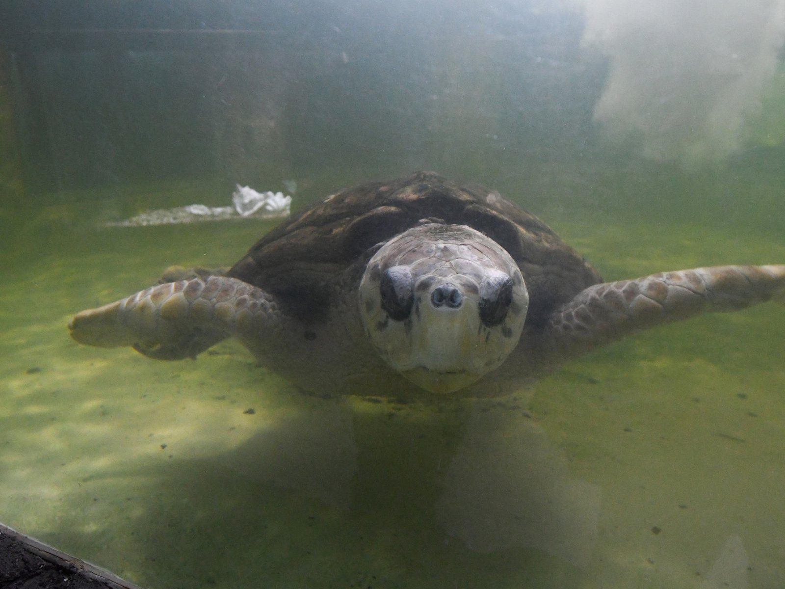 el tortugo se quedó sin señal y ya no se va a poder seguir su viaje