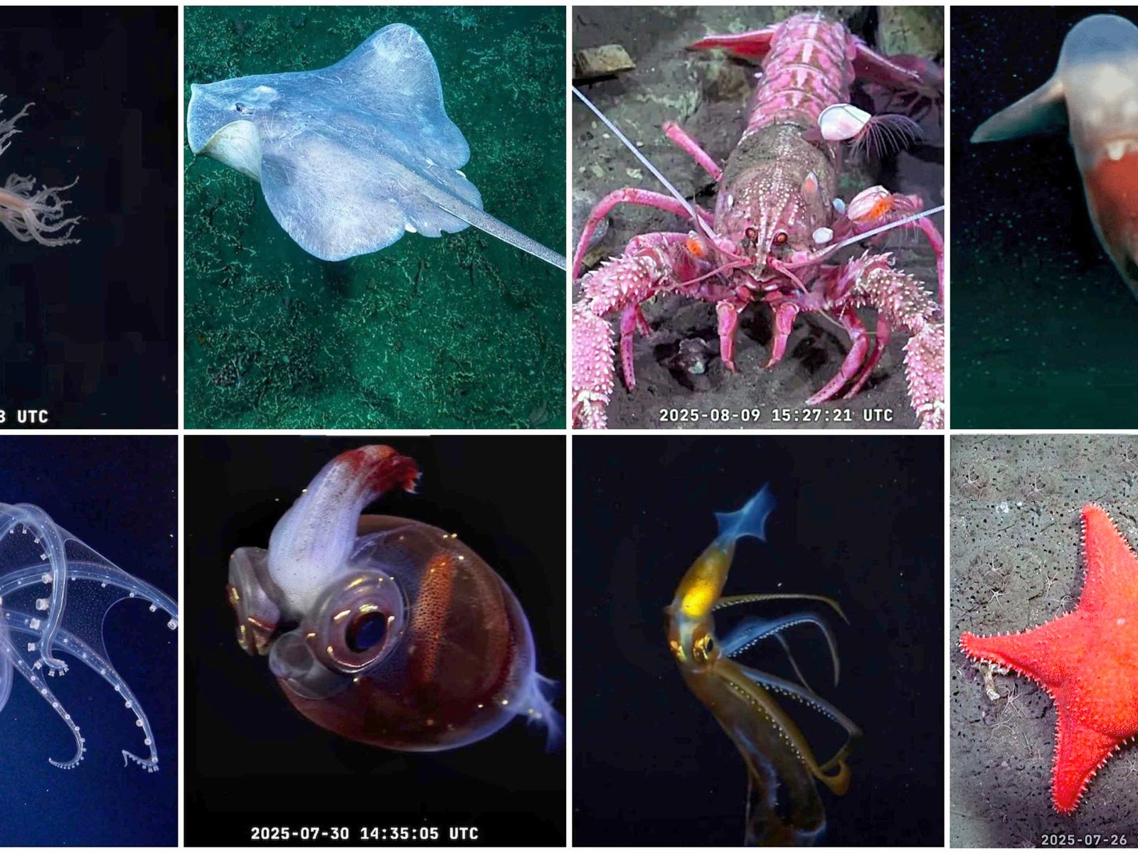 los impresionantes números de la expedición al fondo del mar