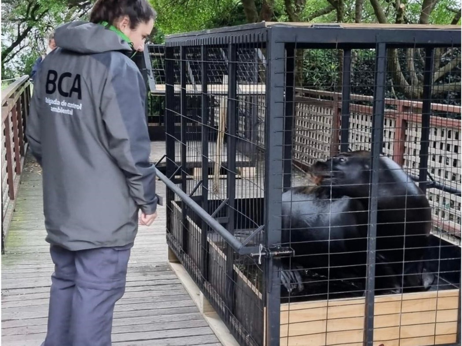 tras una inspección, trasladaron a cinco lobos marinos