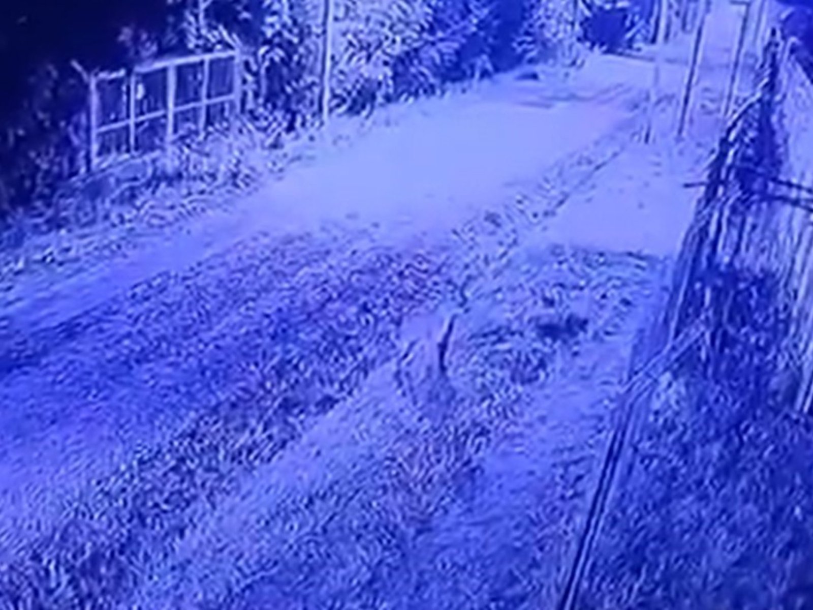 Alerta en Pilar por un puma que apareció en las inmediaciones de un barrio cerrado