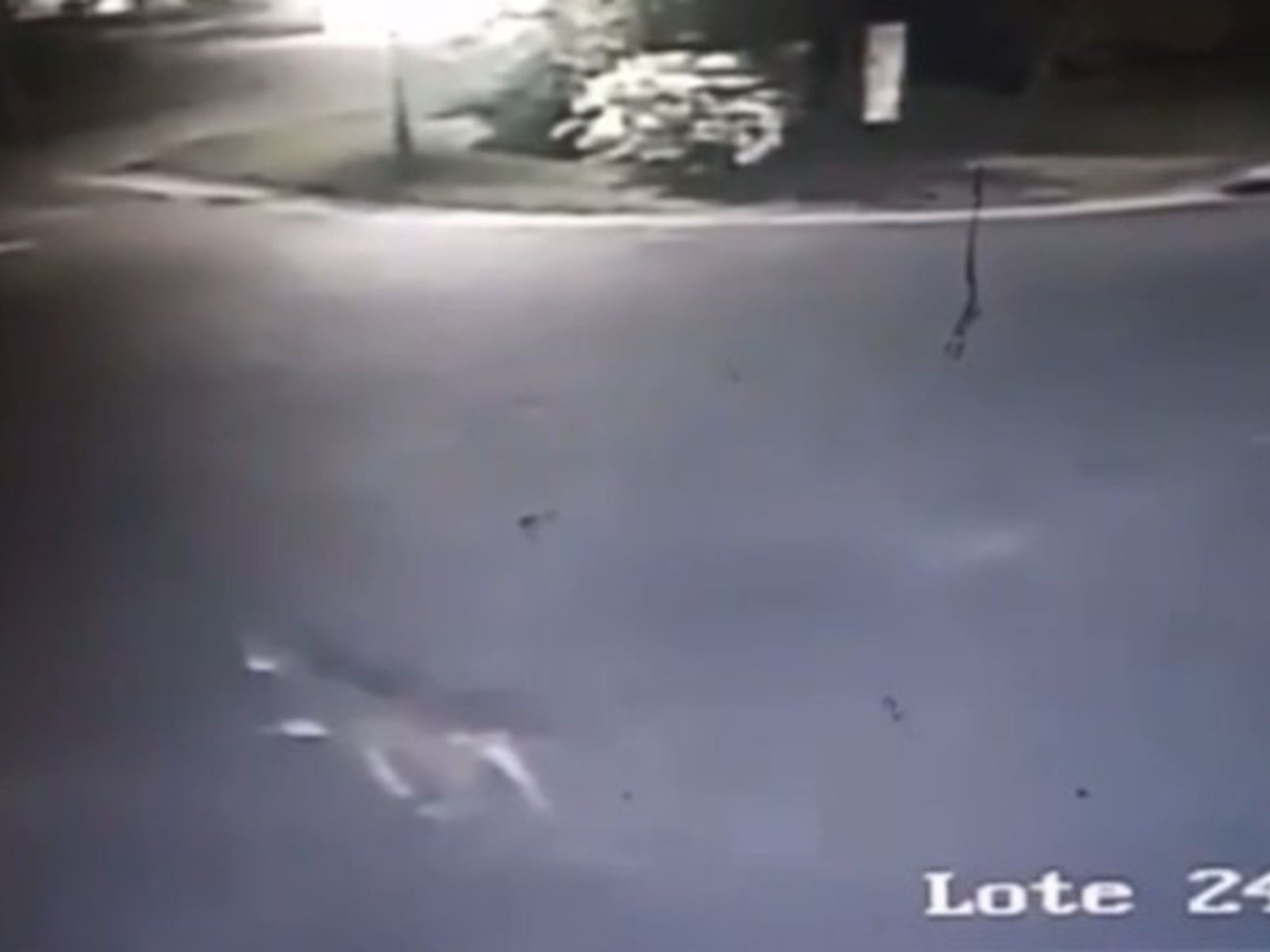 Aparecieron nuevas imágenes del puma en Pilar del Este