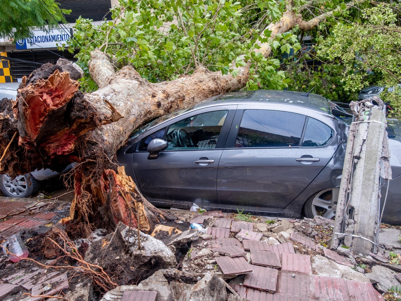 Árboles caídos y zonas anegadas por el temporal en Mar del Plata: piden a los vecinos que no salgan de sus casas