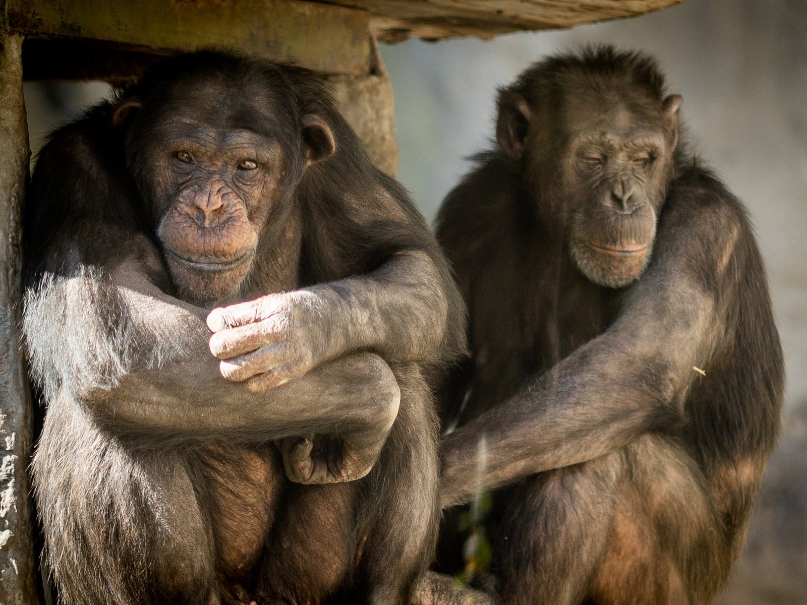 científicos sugieren que el gusto de los humanos por el alcohol deriva de los chimpancés