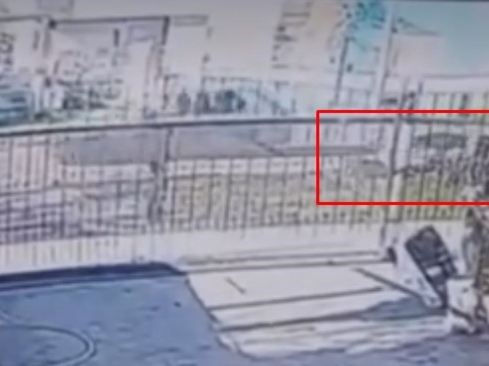 vecinos vieron el video y rescataron al animal