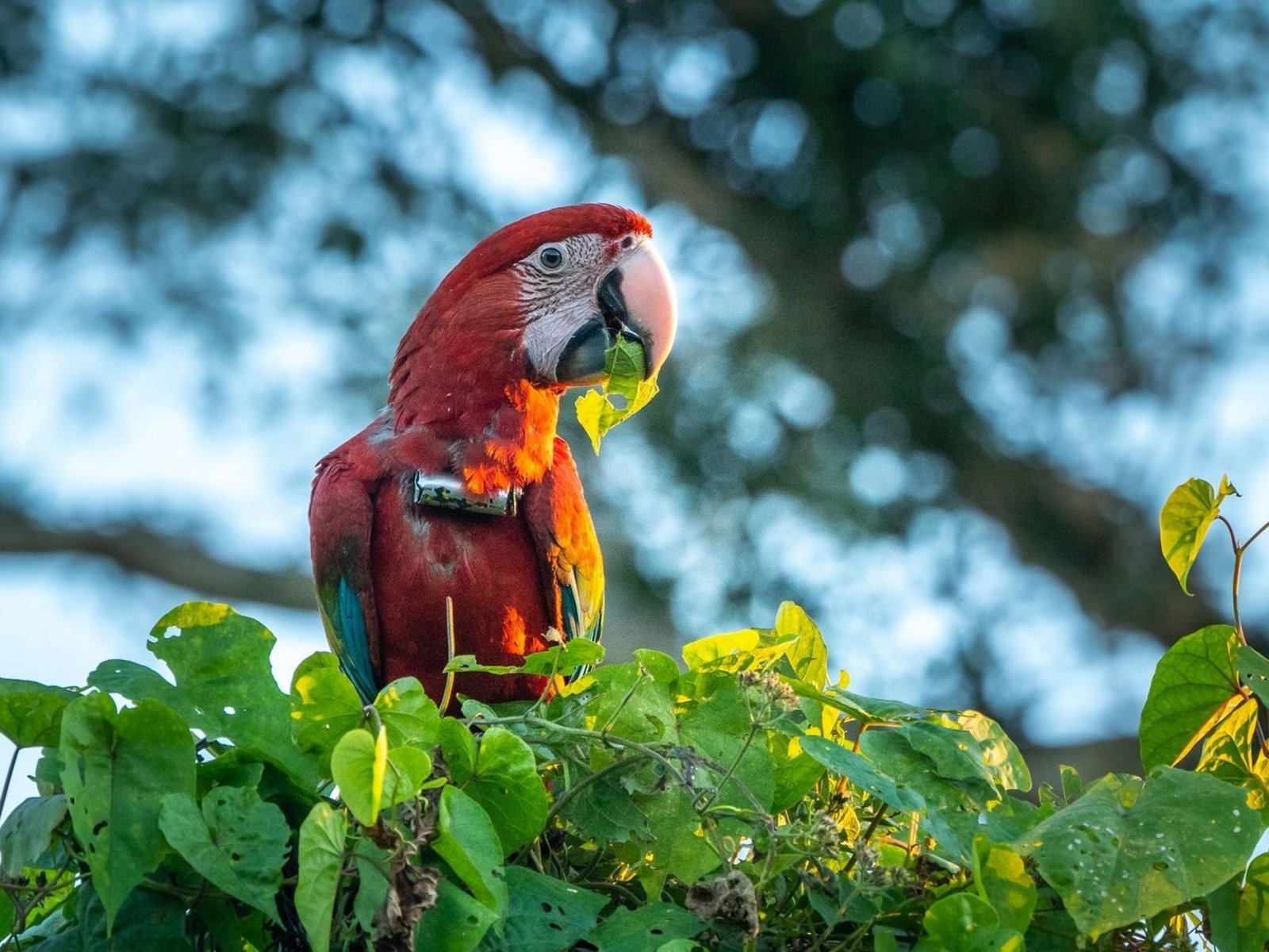 Apuntan a un grupo de chicos de entre 10 y 12 años por matar a “Charrúa”, un guacamayo rojo protegido