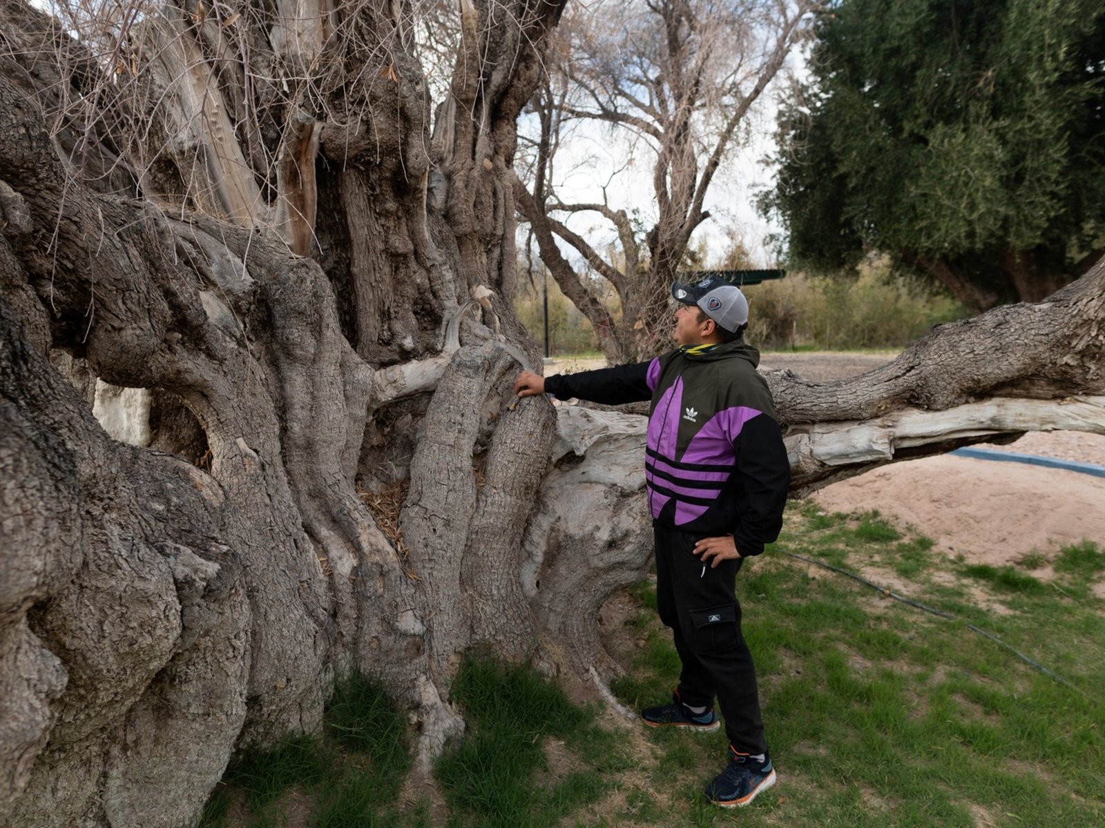 El abuelo de los olivos argentinos agoniza: ¿qué le pasa?