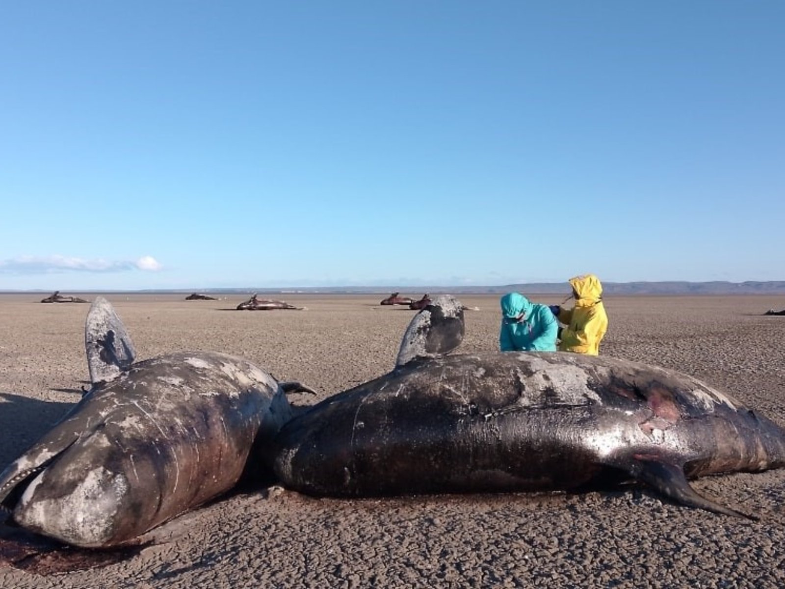 aparecieron 26 orcas muertas en una playa del norte de la provincia
