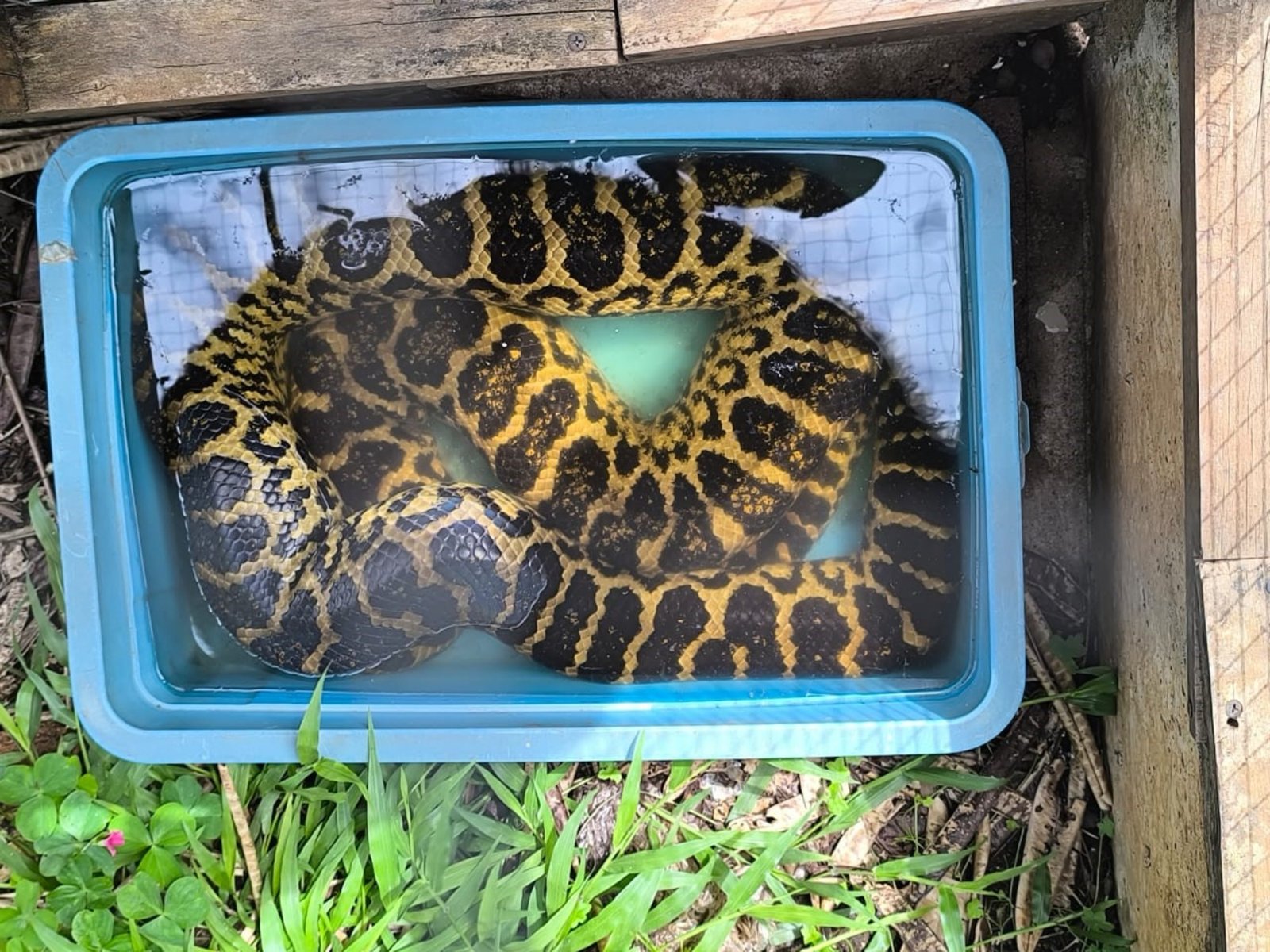 el resultado del allanamiento a una veterinaria de Misiones