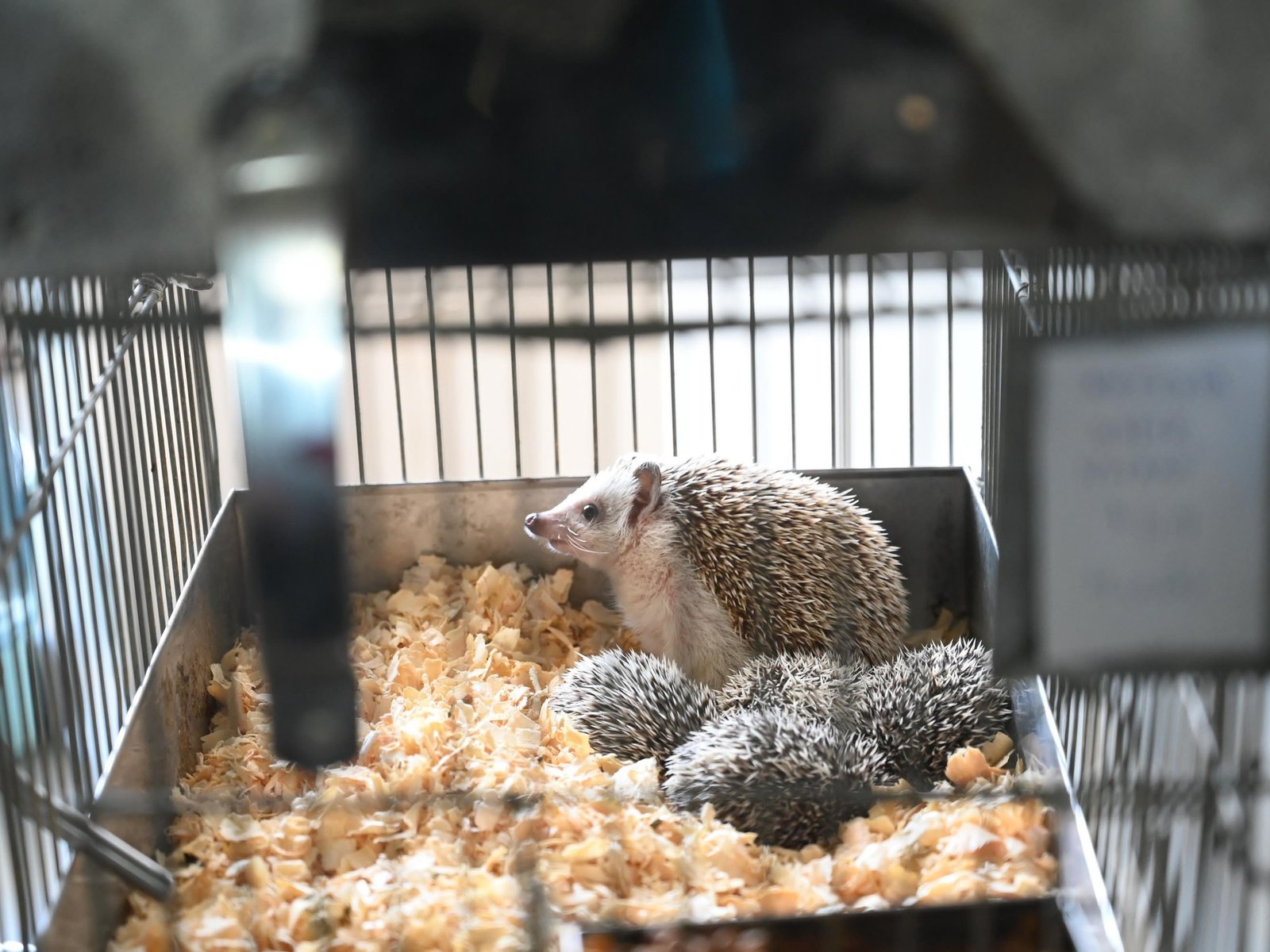 estaban valuados en 10 millones de pesos