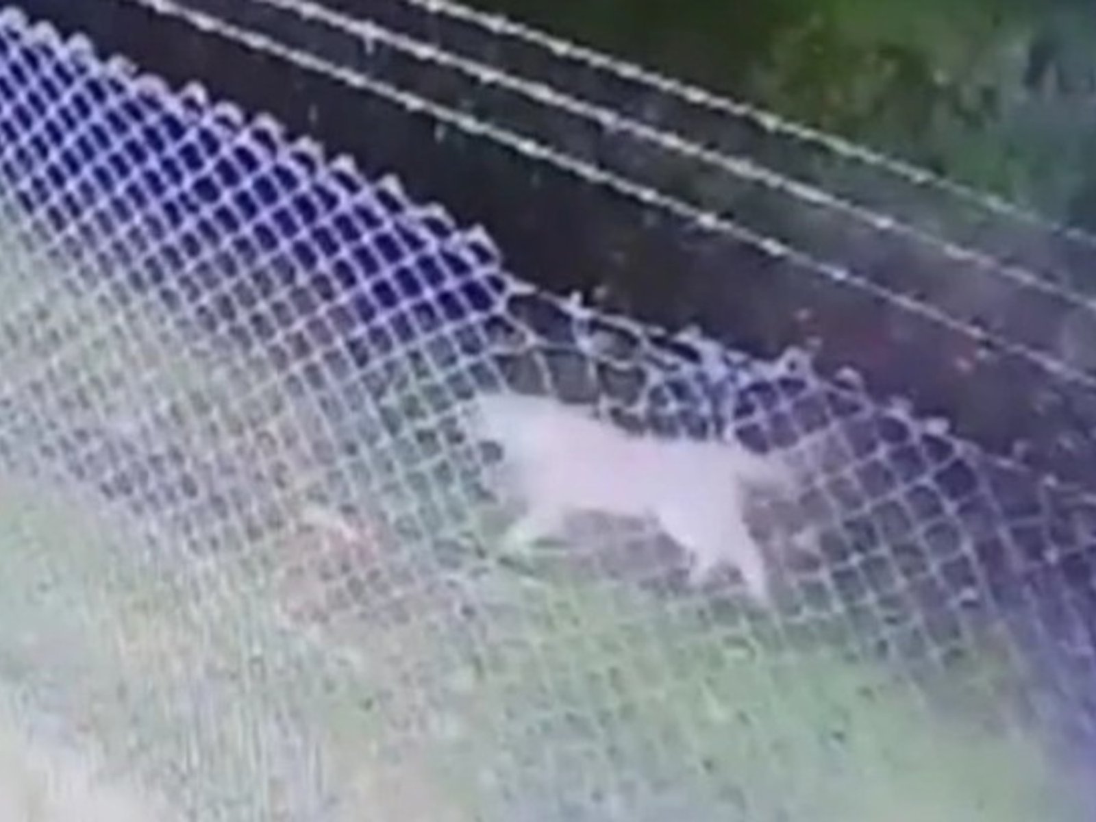 un puma anda suelto por las calles y les piden a los vecinos que no salgan de sus casas