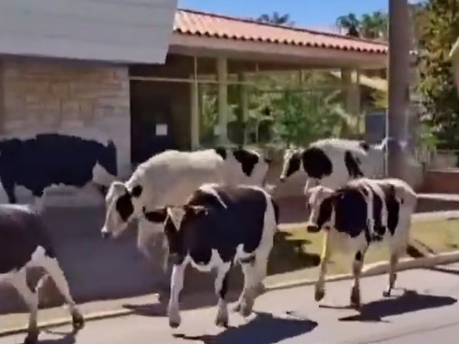 23 vacas escaparon corriendo por la calle en Córdoba