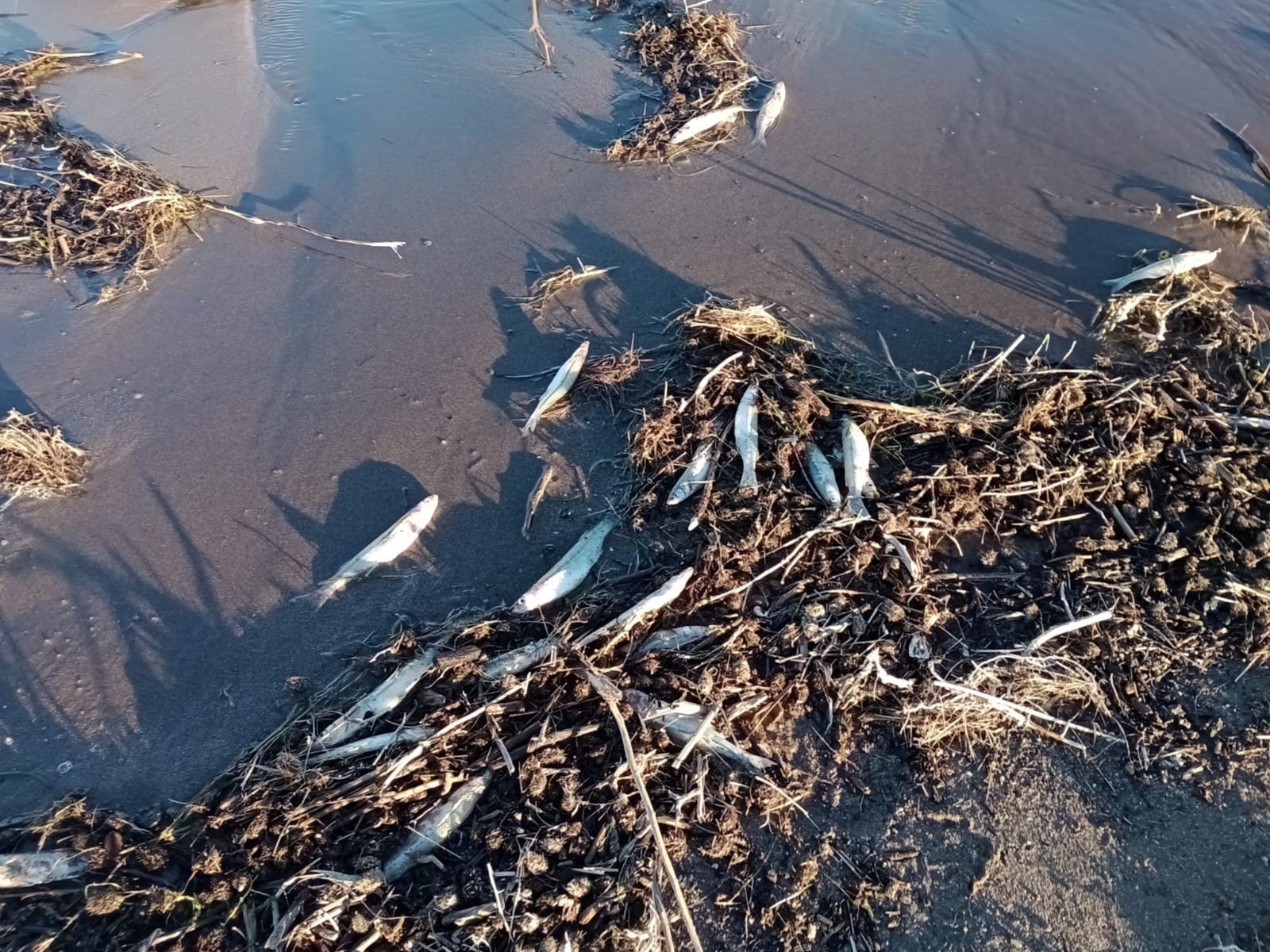 Por la muerte de peces y personas con manchas en la piel se investiga si hubo un derrame de cianuro