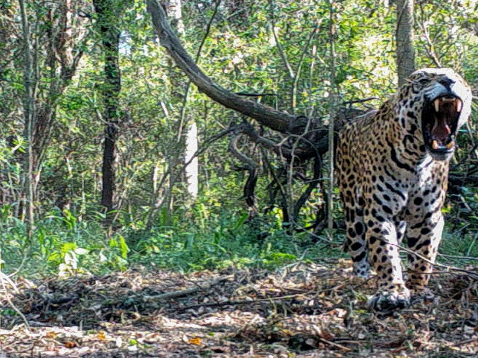 investigan la desaparición de la yaguareté Acaí y calculan en más de 2.600 millones de pesos el daño ambiental