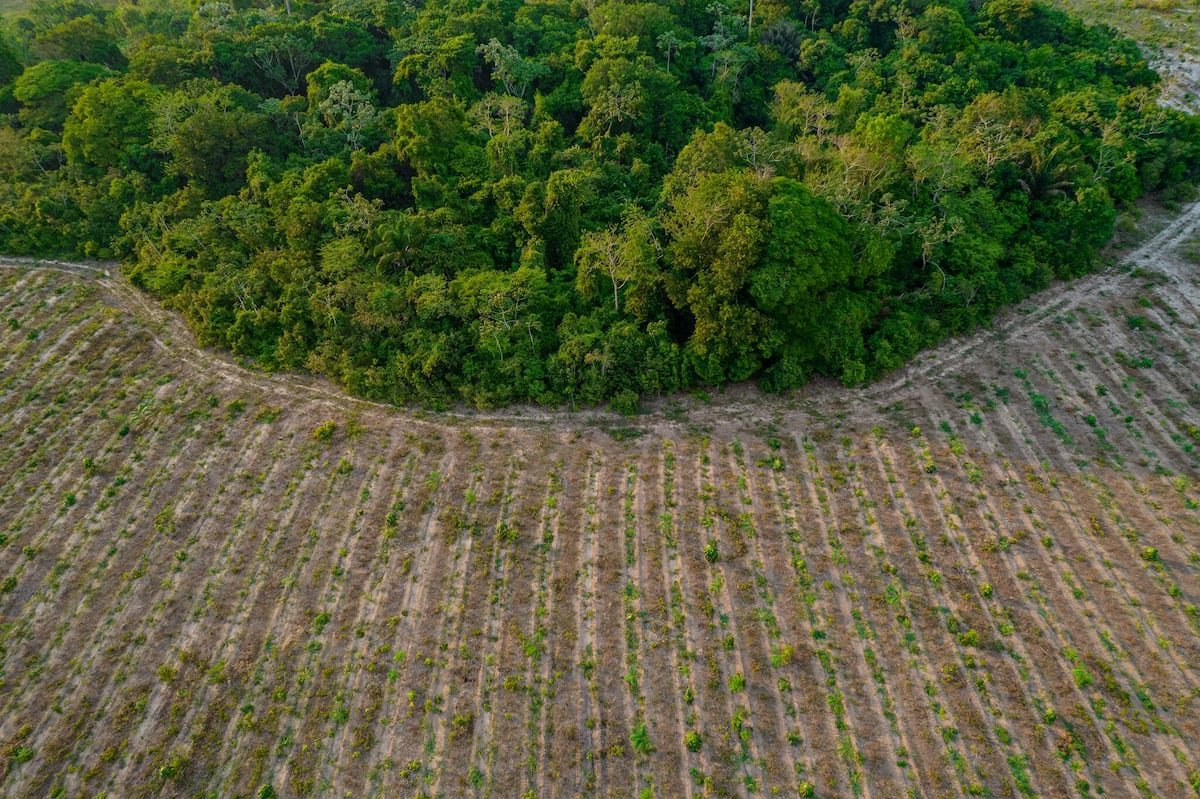 Re.green, la empresa brasileña que quiere convertir la reforestación de la selva en un negocio rentable | América Futura