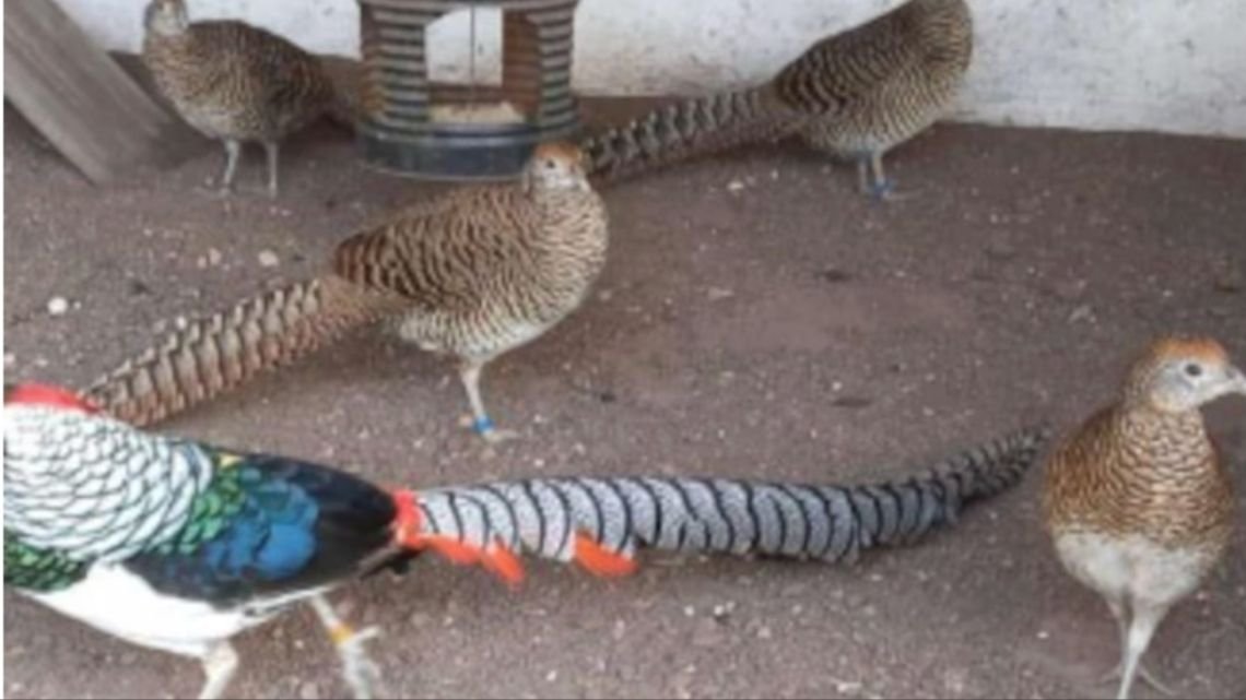 Rescataron más de 200 animales en peligro de extinción que eran vendidos por redes sociales