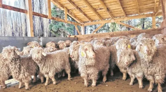 Secuestran camioneta del Ministerio de Gobierno y Justicia del Chubut con 27 chivos faenados