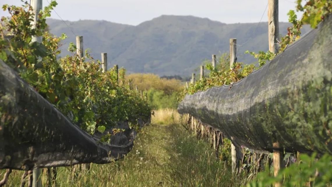 ¿Cómo estudiar Viticultura y Enología en la UNC? Qué se sabe de la nueva tecnicatura