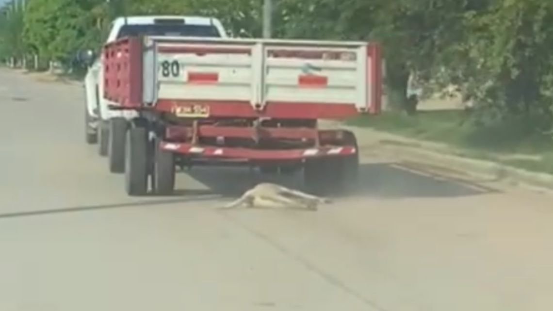 Arrastró a un perro atado a una camioneta por la calle y lo mató: un detenido por crueldad animal en Chaco