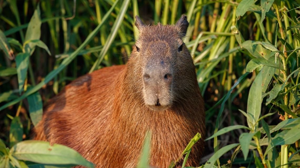 Carpinchos no ganan para sustos en Nordelta: los sacan, vuelven y ahora parece que se quedan