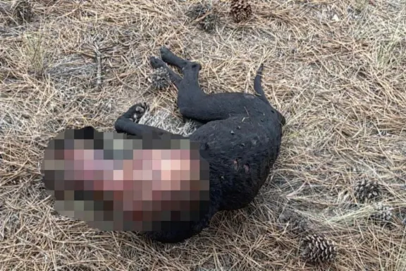 Horror: un hombre torturó y mató a la mascota de su pareja