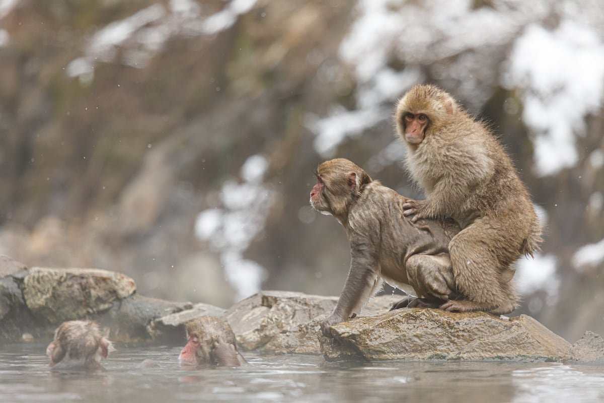La homosexualidad está presente en todos los grupos de primates: “Parece que surgió hace mucho tiempo” | Ciencia