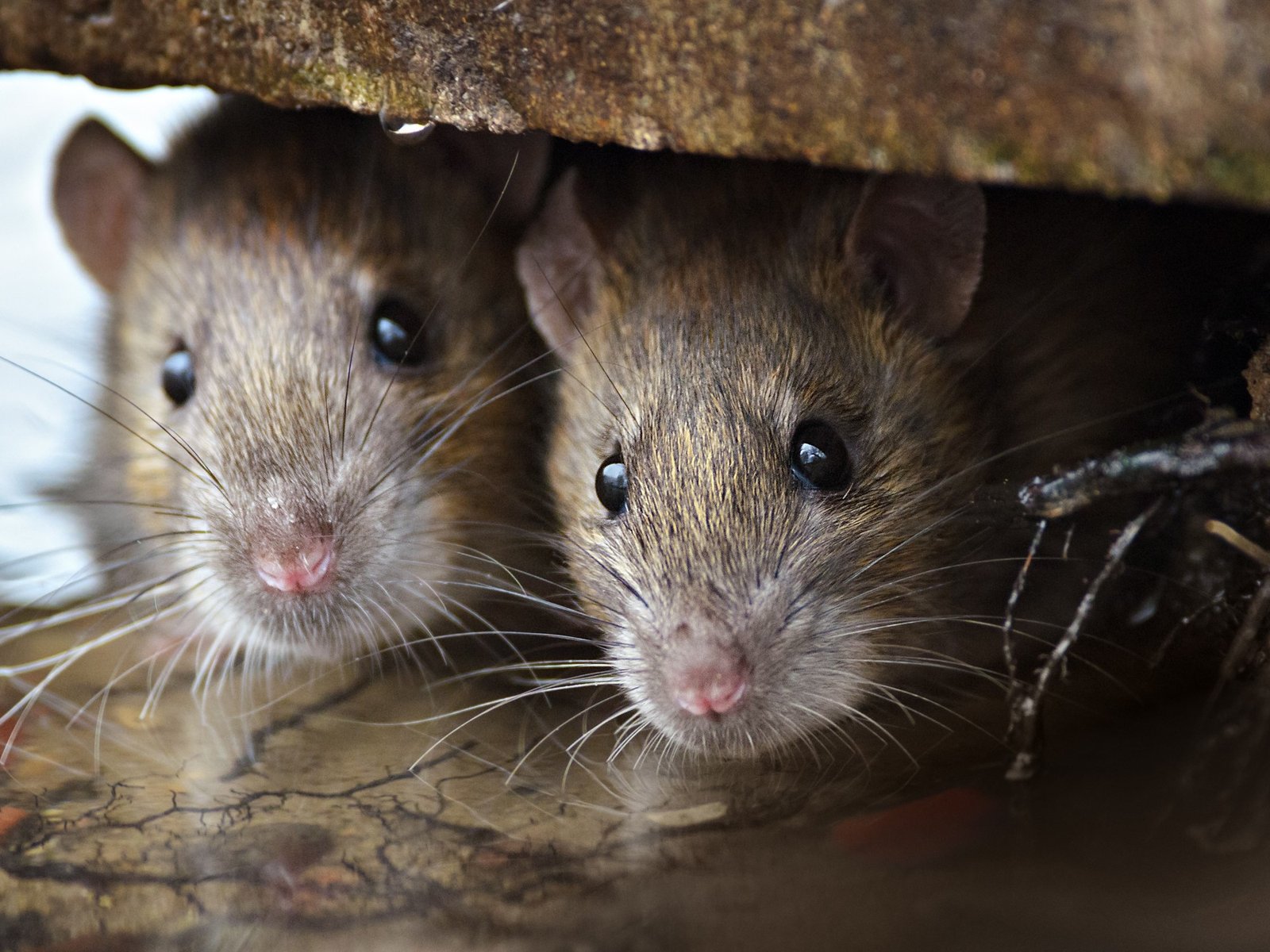 Una nena de 10 años murió por hantavirus en la Provincia de Buenos Aires