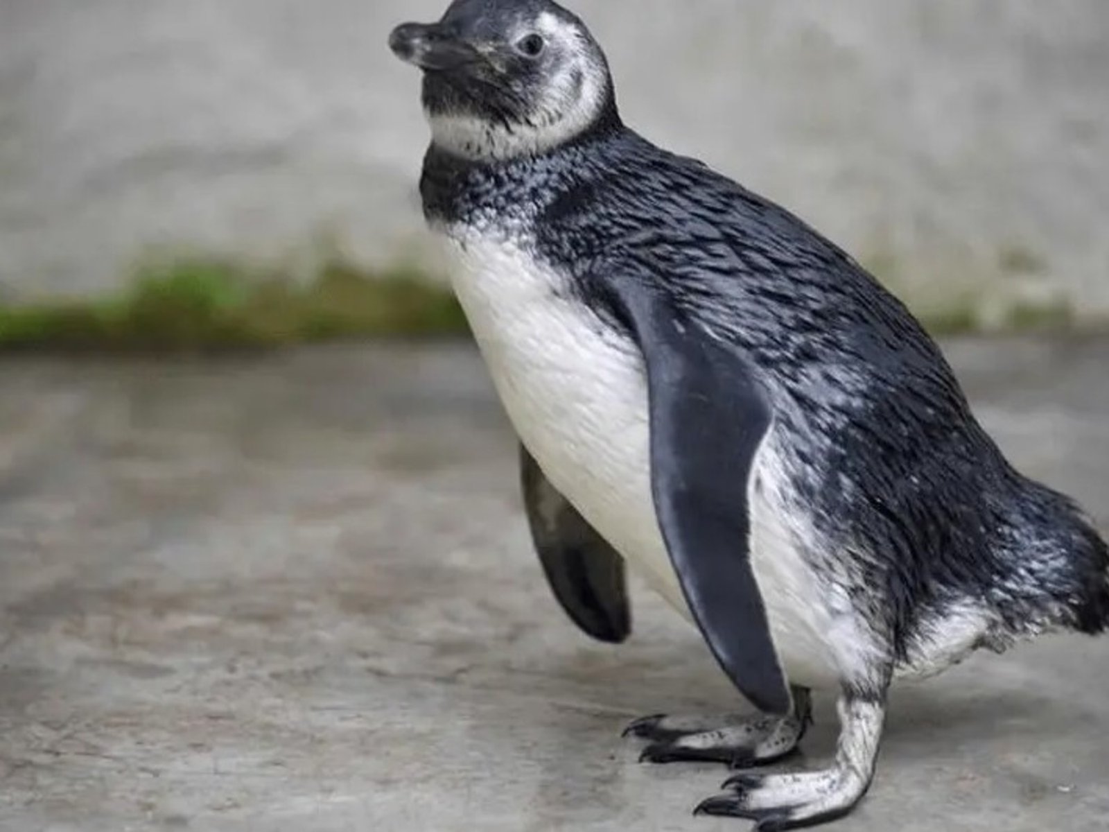 cómo ver la transmisión en vivo