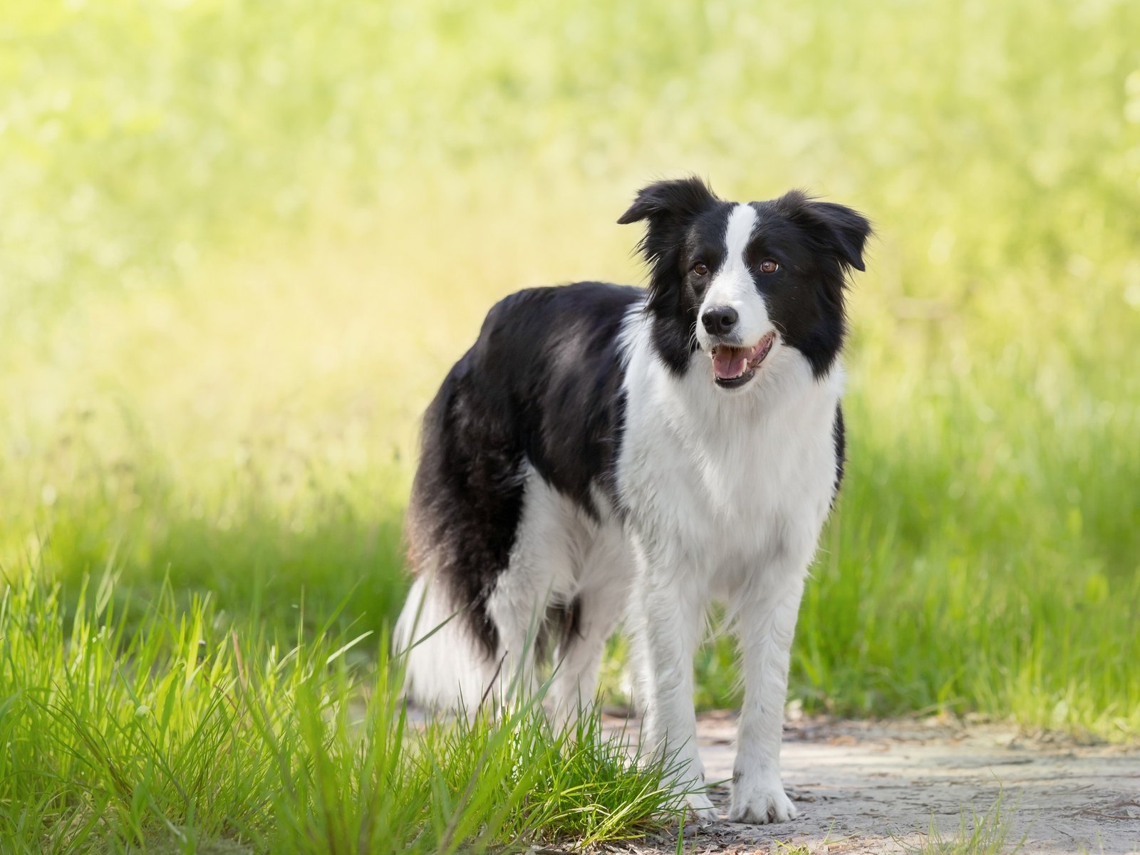 cuáles son las razas más “talentosas”
