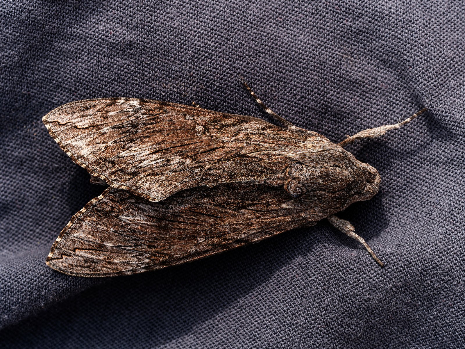 hay chicos brotados y expertos aconsejan no tocarlas