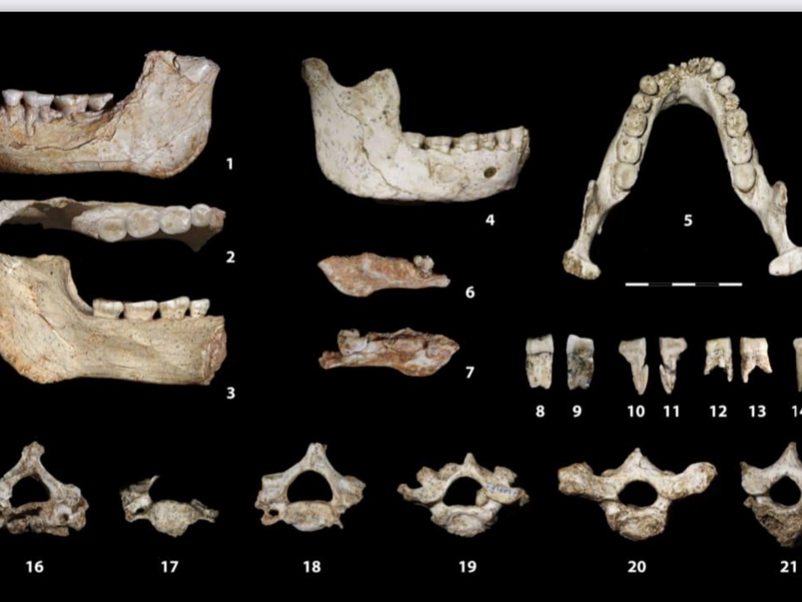 por qué tres mandíbulas pueden ser clave para el origen del Homo sapiens