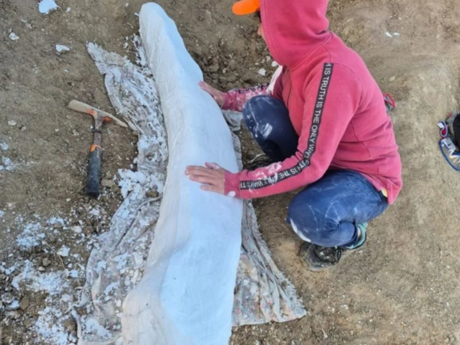 rescatan el colmillo de un elefante prehistórico de más de 100 mil años