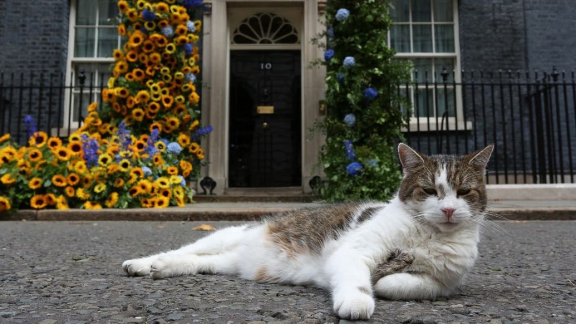 Larry, el verdadero 'primer ministro' inglés, cumple 15 años en 10 Downing St.