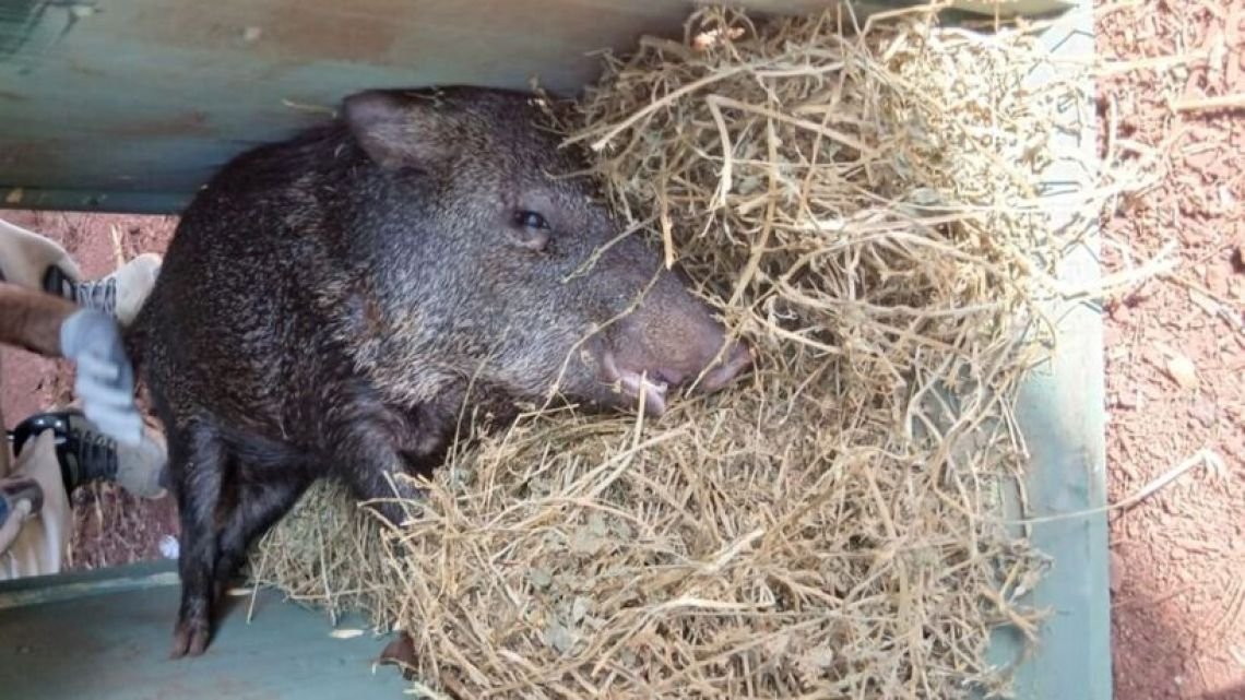 Misiones: guardaparques rescataron ejemplares de pecarí en la península de Andresito
