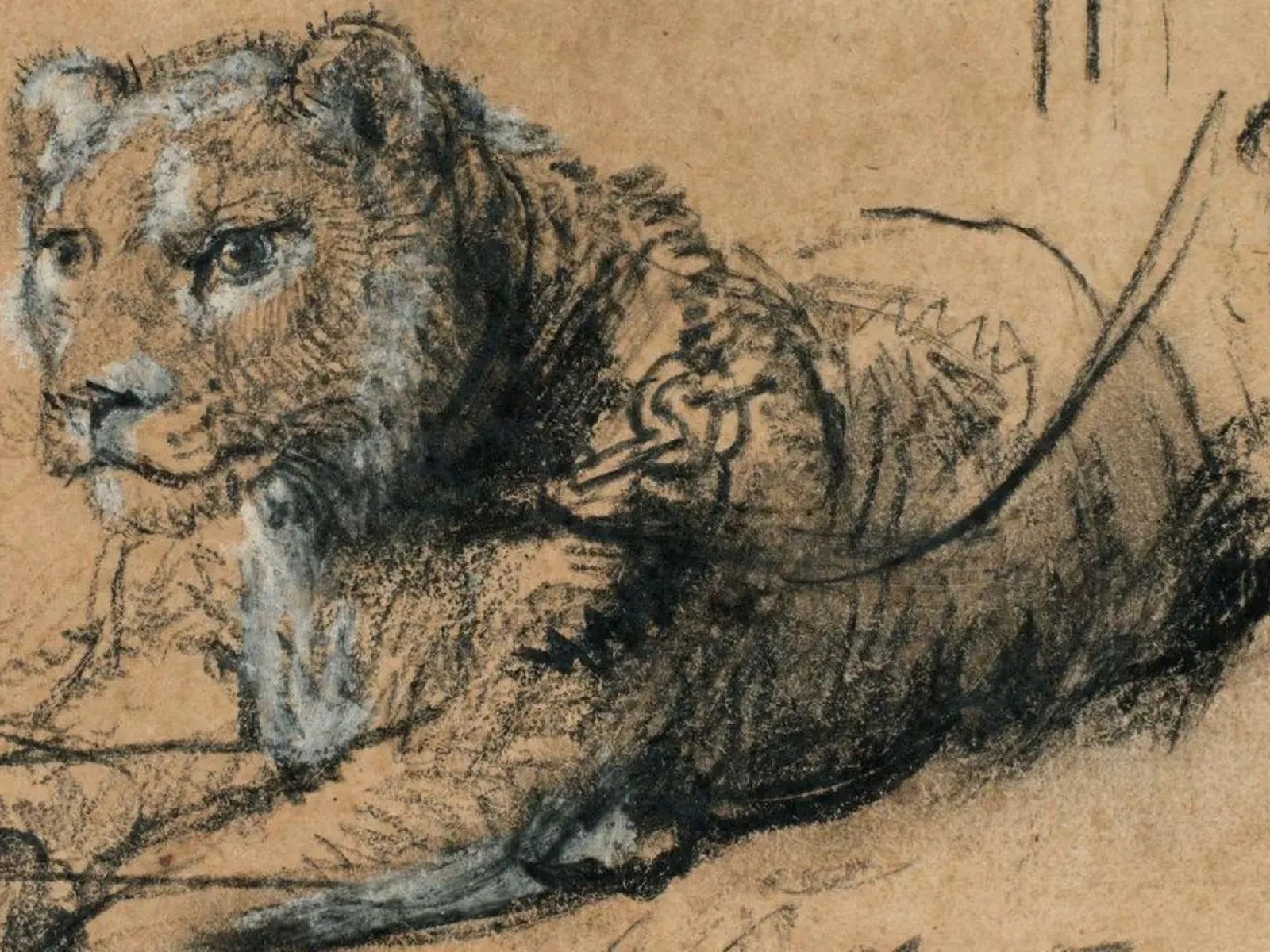Sotheby’s vendió un dibujo único de Rembrandt y donará lo recaudado a la conservación de leones