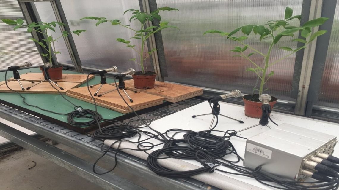 Un nuevo estudio científico detectó que las plantas "gritan" cuando son agredidas o sufren estrés