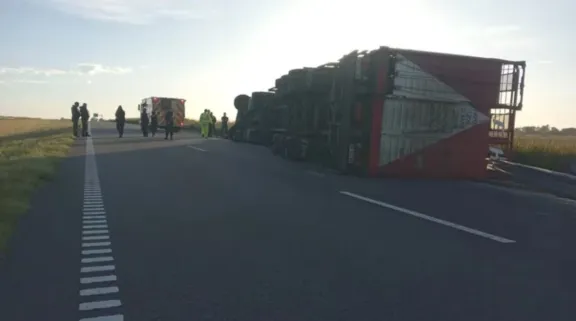 Volcó un camión con ganado y faenaron los animales con el chofer muerto en el lugar