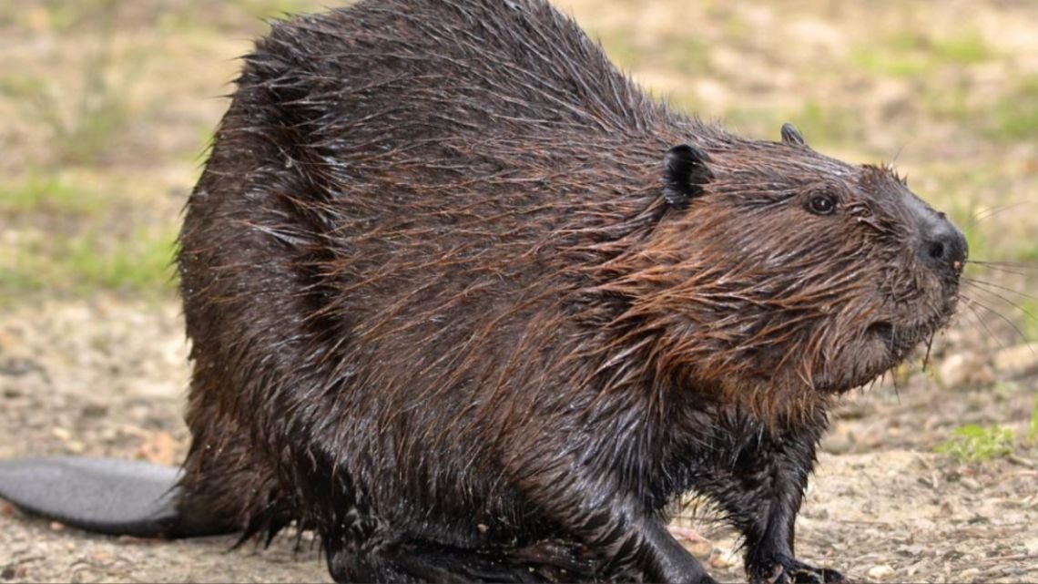 Castores: los ingenieros naturales que emergen como aliados contra el cambio climático