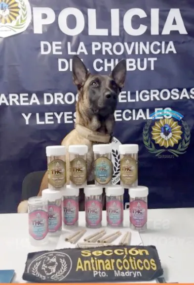 Madryn: “Tusy” detectó una encomienda con 100 cigarrillos de marihuana