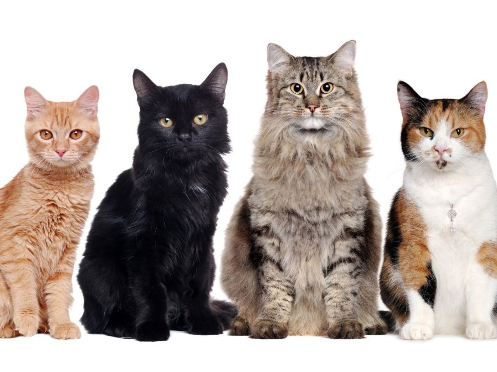 por qué los felinos les están pisando los talones al perro en la batalla por la mascota preferida