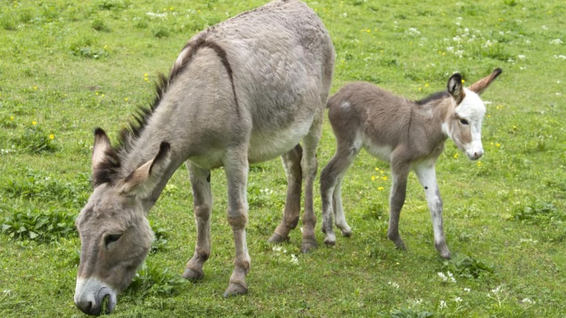 Alberto Samid: "Burros hay para 2 carnicerías y vacas tenemos 50 millones"