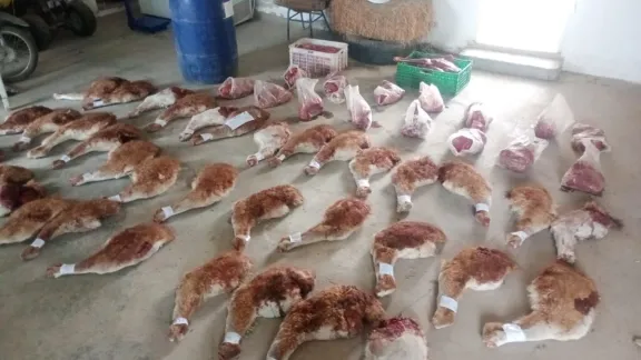 Allanamientos en Camarones: secuestran armas y más de 300 kilos de carne de guanaco