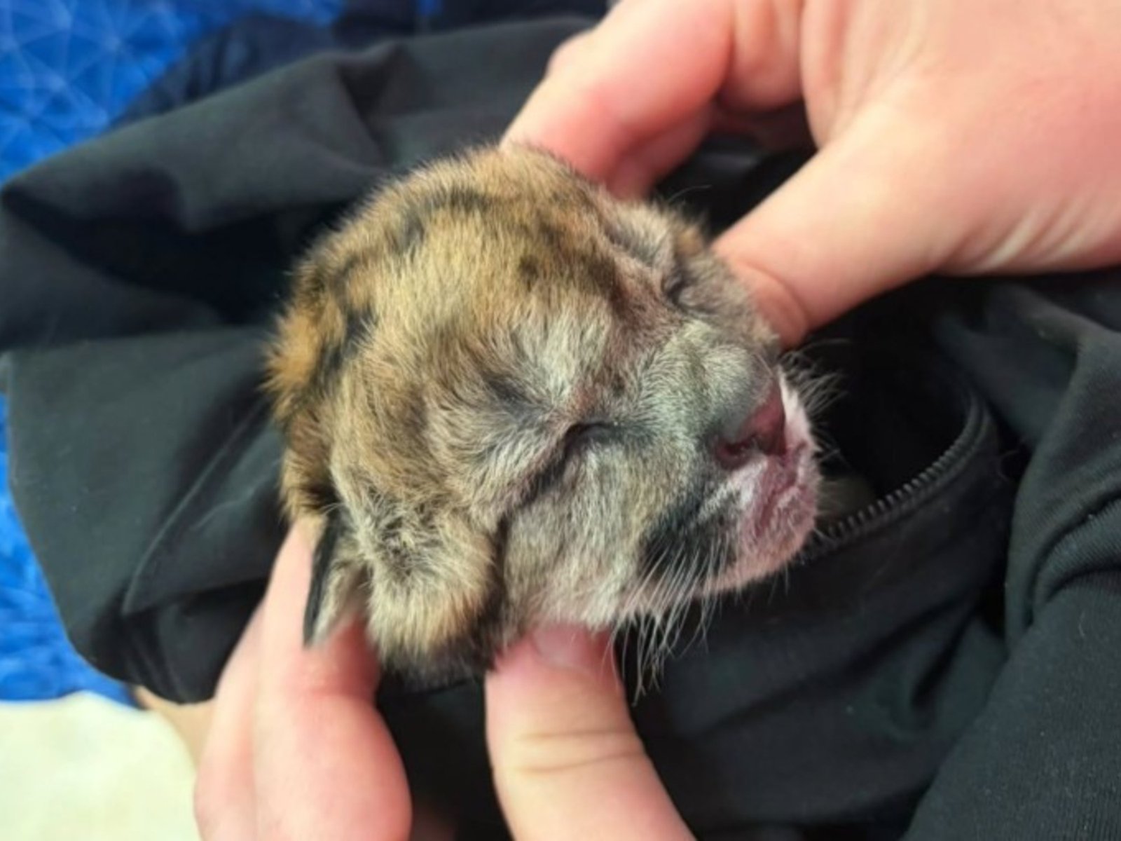 Atropellaron y mataron a una puma embarazada en Neuquén: sobrevivió un cachorro