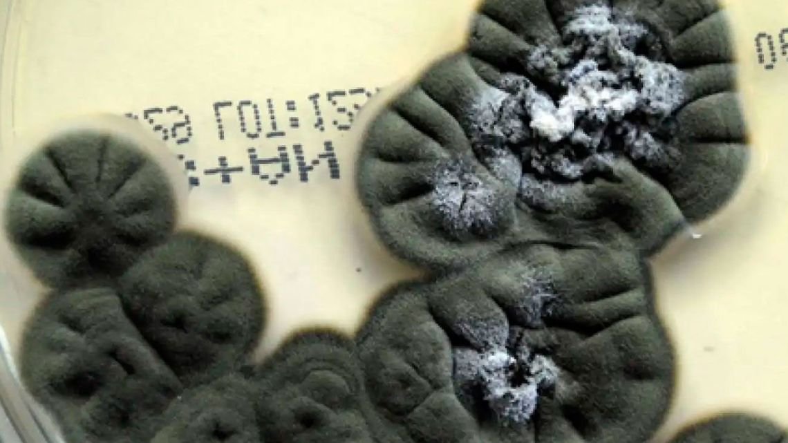 Chernobyl: el hongo negro que desafía las reglas y se aprovecha de la radiación