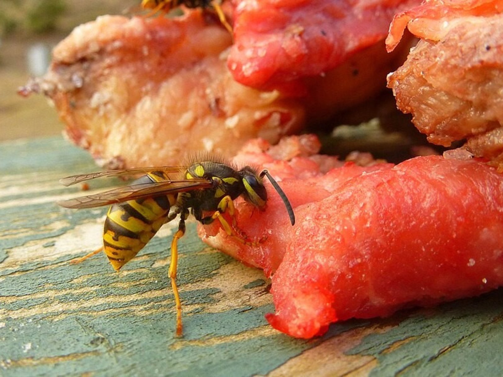 Cortaba un árbol sin saber que adentro había un panal de avispas carnívoras: lo atacaron y murió